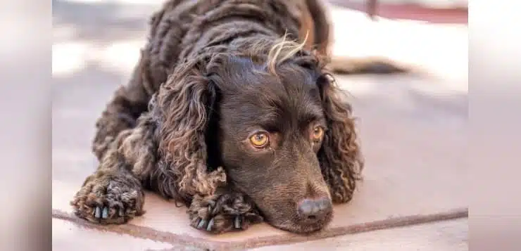 Ein brauner American Water Spaniel liegt im Schatten.