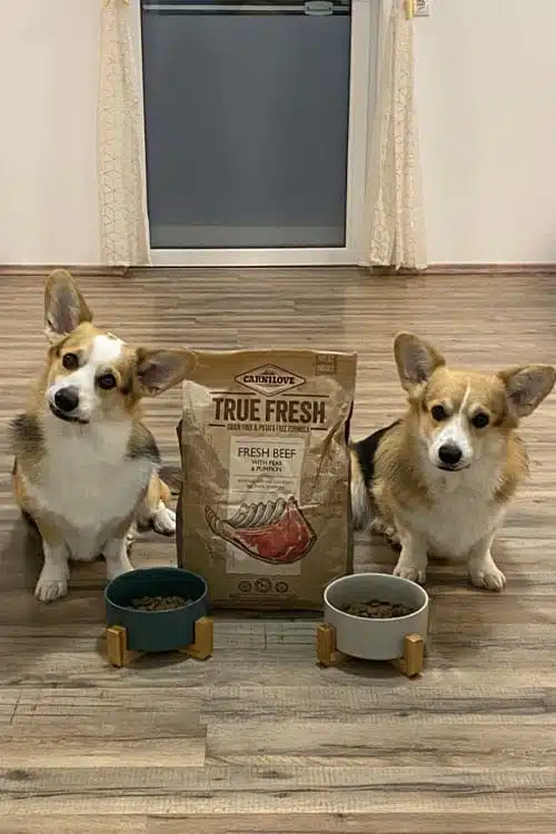 Die Corgis Bud und Terence testen True Fresh Rind.