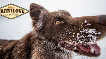 Ein brauner Hund mit Schnee an der Schnauze schaut in die Kamera