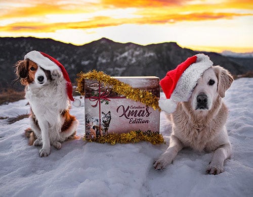 Zwei Hunde liegen im Schnee neben einer Carnilove Entdeckerbox in der XMAS-Edition