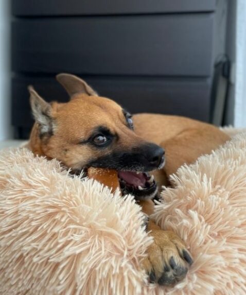 DERHUND_Chewies_Arya