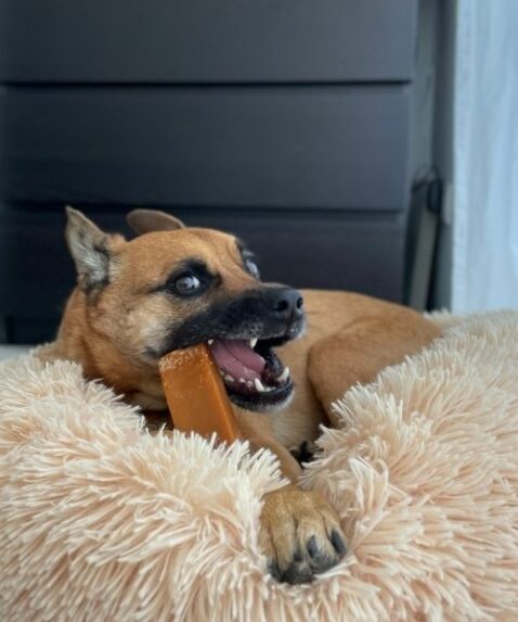 DERHUND_Chewies_Arya2