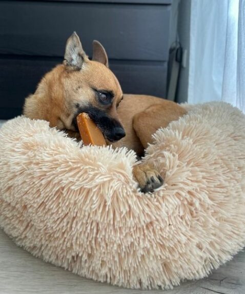 DERHUND_Chewies_Arya3