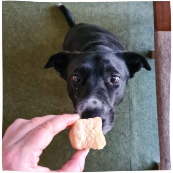 DERHUND_Chewies_Finy-2