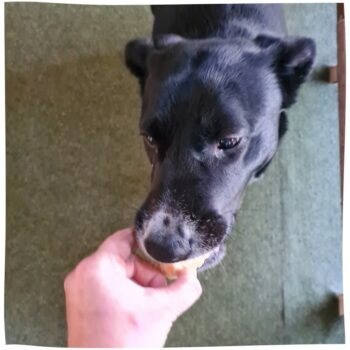 Labrador-Mix Finy testet die Chewies Snacks