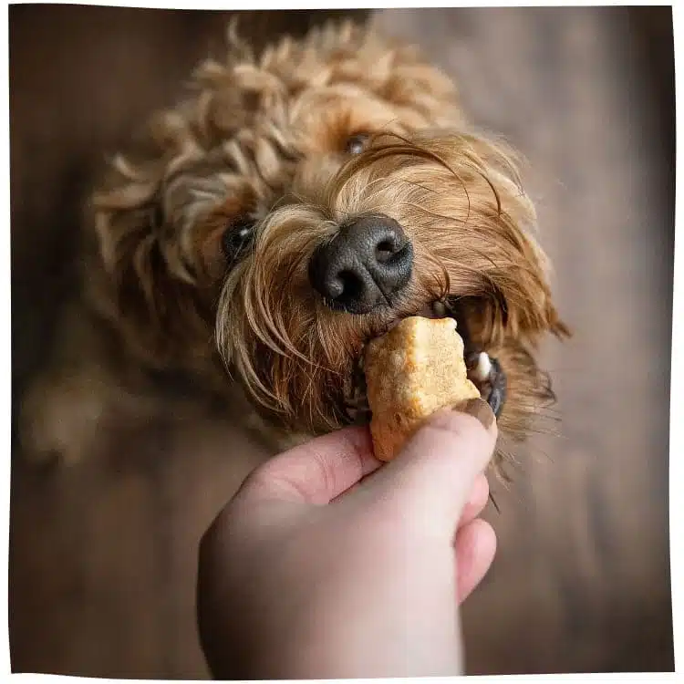 Hündin Nala probiert Snack