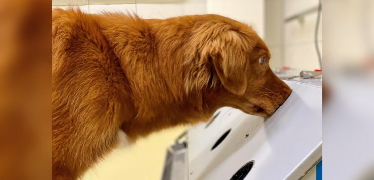 Ein Spürhund steckt seine Nase in ein Loch an einem Trainingsapparat.