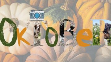 Die Gewinnerfotos der Online-Fotowahl im Oktober 2021