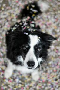 Border Collie Ice im Konfetti hat die Oktober-Fotowahl 2021 gewonnen.