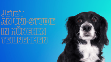 Ein schwarz-weißer Hund schaut besorgt.