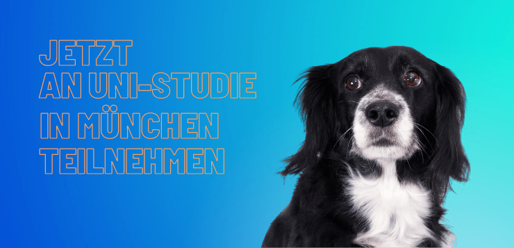 Ein schwarz-weißer Hund schaut besorgt.