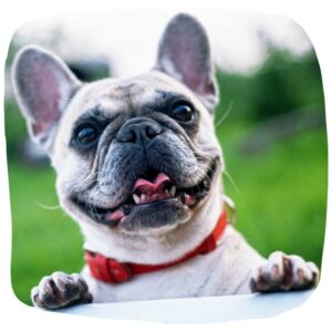 Französische Bulldogge atmet durch geöffnetes Maul