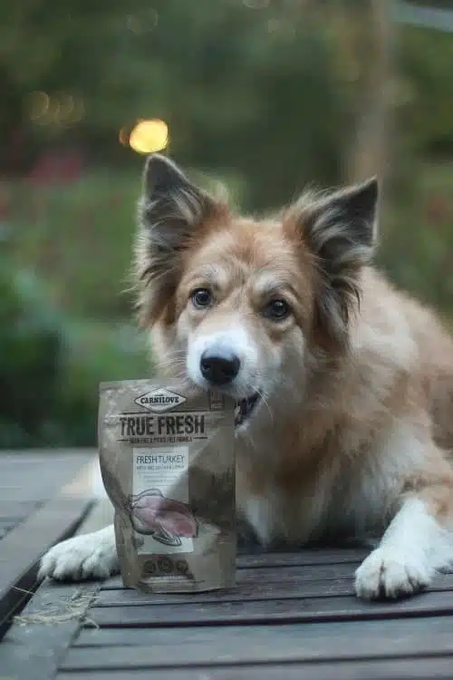 DER HUND Community-Testerin Frida, eine Border Collie-Dame.