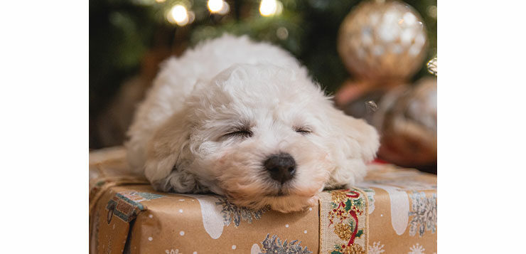 Süßer Hund liegt auf einem Geschenk