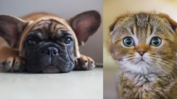 Links ein Französische-Bulldogge-Welpe, rechts ein Scottish Fold Kitten.