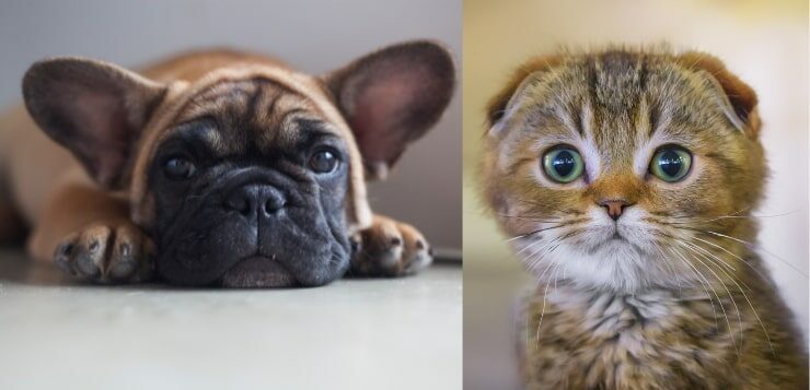 Links ein Französische-Bulldogge-Welpe, rechts ein Scottish Fold Kitten.