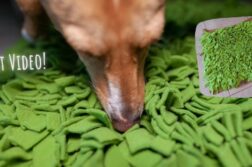 Die DER HUND Redaktionsvierbeiner testen den Schnüffelrasen von Knauder's Best.