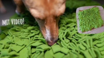 Die DER HUND Redaktionsvierbeiner testen den Schnüffelrasen von Knauder's Best.