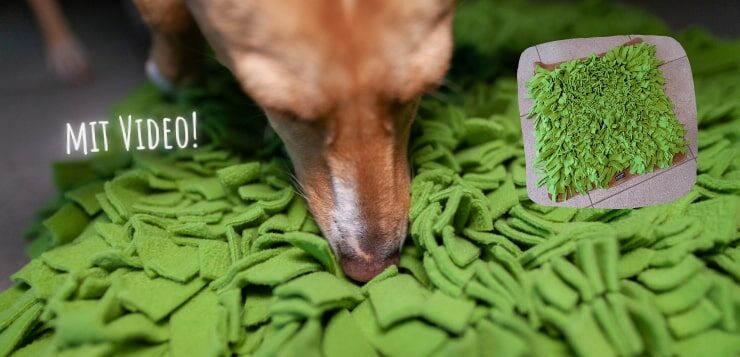 Die DER HUND Redaktionsvierbeiner testen den Schnüffelrasen von Knauder's Best.