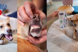 Angetestet: Redaktionshündin Paula testet die Kaustreifen und das Zahnpflegeset von Virbac.