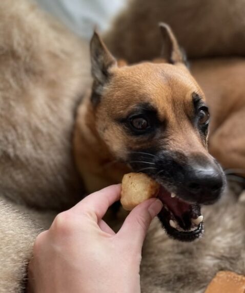 DERHUND_Chewies-Fazit-Arya-1