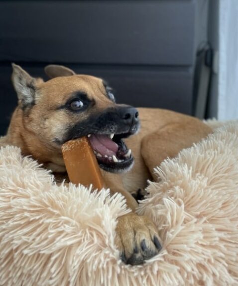 Arya und der Chewies Kaukäse