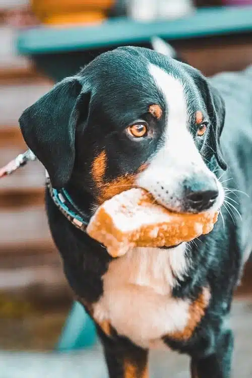 Sennenhund mit einem großen Knabbersnack der Chewies