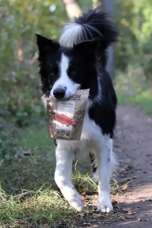 Border Collie Army trägt eine Carnilove True Fresh Fish Packung