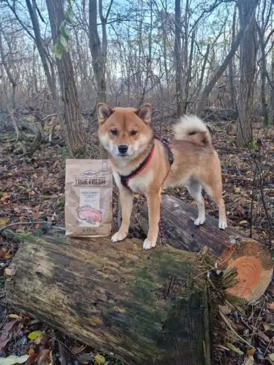 Shiba Zuko in der Natur steht auf 2 Baumstämmen