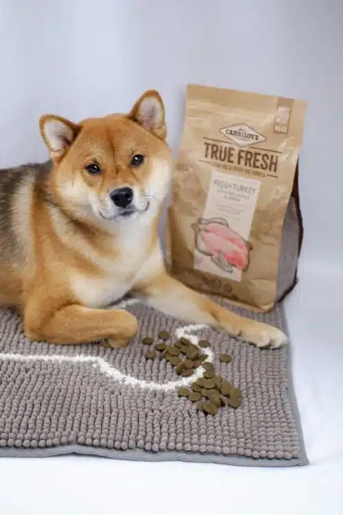 Shiba Zuko mit einigen Kroketten True Fresh Turkey