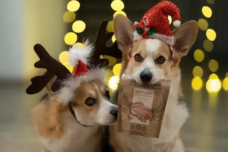 Die weihnachtlichen Corgis Bud und Terence mit dem Carnilove True Fresh 