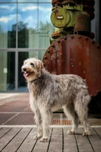 Scottish Deerhound-Hündin vor Industrie-Kulisse