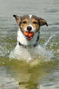 Terrier mit Ball im Fang rennt durchs Wasser auf Kamera zu.