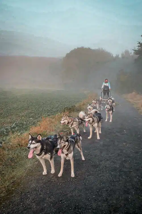 8 am Wagen vorgespannte Huskys, darunter Testerin Juna