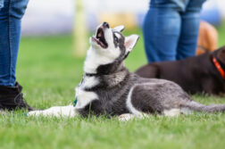 Ein Huskywelpe in der Hundeschule schaut zu seinem Frauchen auf.