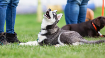 Ein Huskywelpe in der Hundeschule schaut zu seinem Frauchen auf.