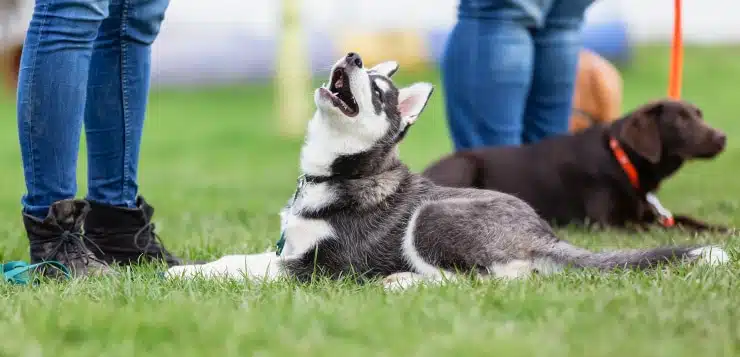 Ein Huskywelpe in der Hundeschule schaut zu seinem Frauchen auf.