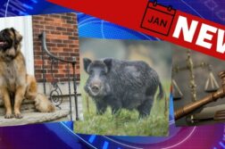 Hundenews im Januar 2022