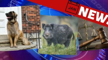 Hundenews im Januar 2022