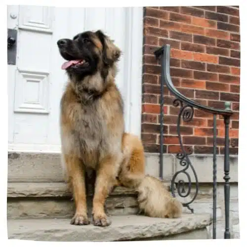 Ein Leonberger sitzt auf einer Treppe vor einer Haustür.