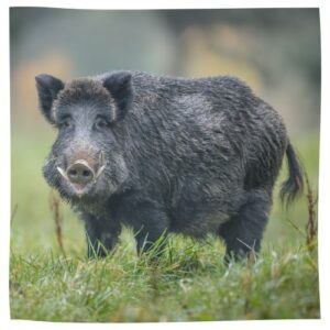 Ein Wildschwein steht auf einer Wiese und schaut Richtung Kamera.