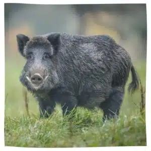 Ein Wildschwein steht auf einer Wiese und schaut Richtung Kamera.
