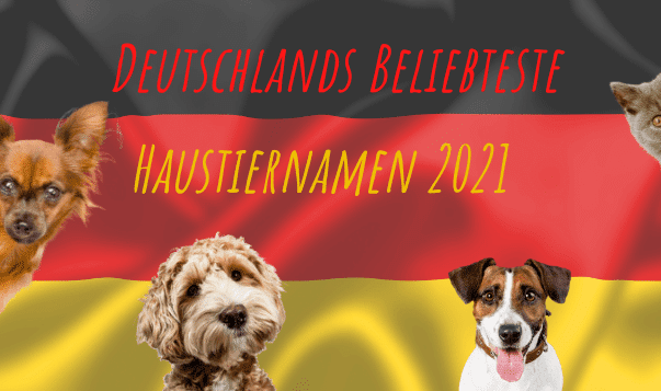 So nennen wir Deutschen unsere Katzen und Hunde Wir zeigen die beliebtesten Hundenamen und Katzennamen 2021