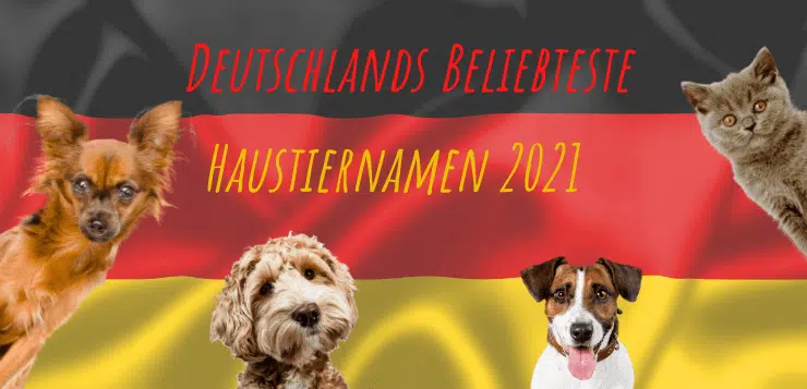 Wir zeigen die beliebtesten Hundenamen und Katzennamen 2021