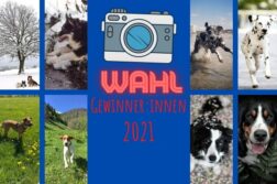 Die 12 Siegerfotos der Online-Fotowahl 2021 von DER HUND
