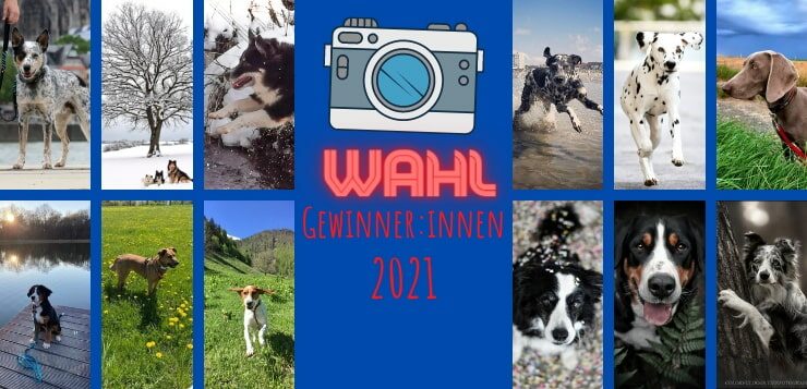 Die 12 Siegerfotos der Online-Fotowahl 2021 von DER HUND