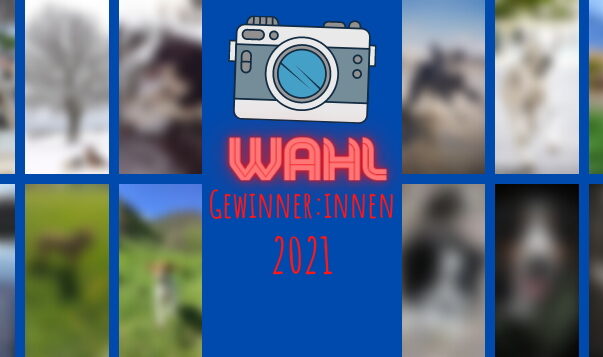 DER HUND Online-Hundefotowahl 2021: Alle Sieger:innen