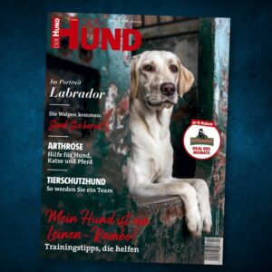 DER HUND im März 2022 mit einem lässig liegenden blonden Labrador