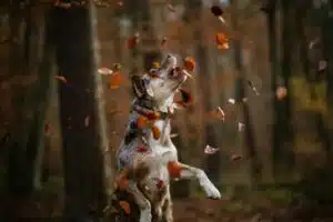 Hund springt und fängt Herbstlaub.