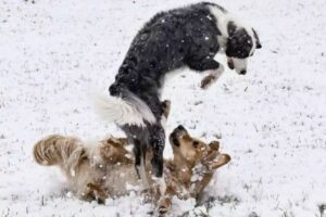Zwei Hunde spielen im Schnee.